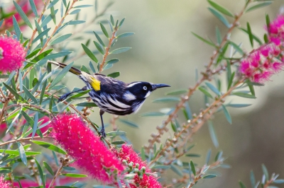 <i class='fa fa-user'></i>&nbsp;Froggies&nbsp;|   Witooghoningeter&nbsp; <i class='fa fa-eye'>&nbsp;350</i> &nbsp;<i class='fa fa-thumbs-up'>&nbsp;2</i> &nbsp; <i class='fa fa-comment-o'>&nbsp;2</i>