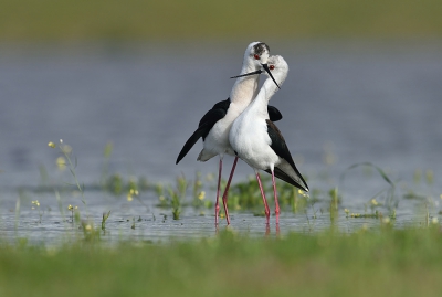 <i class='fa fa-user'></i>&nbsp;Ido&nbsp;|   Steltkluut&nbsp; <i class='fa fa-eye'>&nbsp;443</i> &nbsp;<i class='fa fa-thumbs-up'>&nbsp;16</i> &nbsp; <i class='fa fa-comment-o'>&nbsp;13</i>