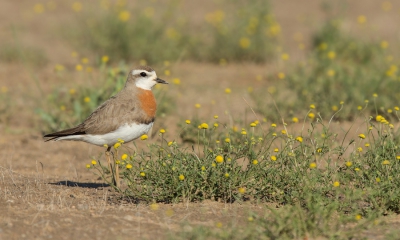 <i class='fa fa-user'></i>&nbsp;david&nbsp;|   Kaspische Plevier&nbsp; <i class='fa fa-eye'>&nbsp;326</i> &nbsp;<i class='fa fa-thumbs-up'>&nbsp;2</i> &nbsp; <i class='fa fa-comment-o'>&nbsp;2</i>