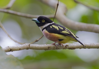 <i class='fa fa-user'></i>&nbsp;Thomas Luiten&nbsp;|   Zwart-gele Hapvogel&nbsp; <i class='fa fa-eye'>&nbsp;269</i> &nbsp;<i class='fa fa-thumbs-up'>&nbsp;3</i> &nbsp; <i class='fa fa-comment-o'>&nbsp;4</i>