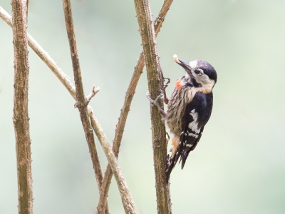 <i class='fa fa-user'></i>&nbsp;Paul van Giersbergen&nbsp;|   Roodborstspecht&nbsp; <i class='fa fa-eye'>&nbsp;197</i> &nbsp;<i class='fa fa-thumbs-up'>&nbsp;1</i> &nbsp; <i class='fa fa-comment-o'>&nbsp;2</i>