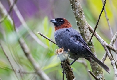 <i class='fa fa-user'></i>&nbsp;charlysax&nbsp;|   Kastanjekoptangare&nbsp; <i class='fa fa-eye'>&nbsp;199</i> &nbsp;<i class='fa fa-thumbs-up'>&nbsp;1</i> &nbsp; <i class='fa fa-comment-o'>&nbsp;4</i>