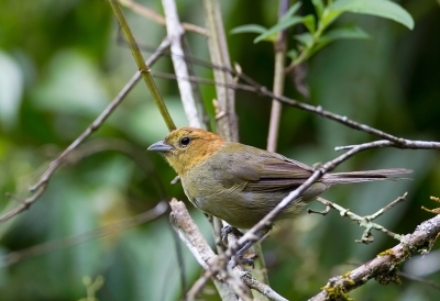 <i class='fa fa-user'></i>&nbsp;charlysax&nbsp;|   Kastanjekoptangare&nbsp; <i class='fa fa-eye'>&nbsp;163</i> &nbsp; <i class='fa fa-comment-o'>&nbsp;1</i>