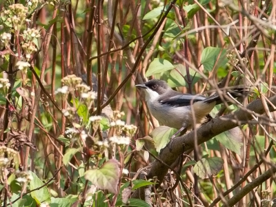 <i class='fa fa-user'></i>&nbsp;Paul van Giersbergen&nbsp;|   Grijze Sibia&nbsp; <i class='fa fa-eye'>&nbsp;163</i> &nbsp; <i class='fa fa-comment-o'>&nbsp;2</i>