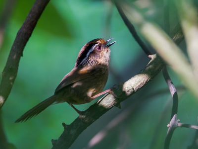 <i class='fa fa-user'></i>&nbsp;Paul van Giersbergen&nbsp;|   Olijfflanknontimalia&nbsp; <i class='fa fa-eye'>&nbsp;172</i> &nbsp; <i class='fa fa-comment-o'>&nbsp;8</i>