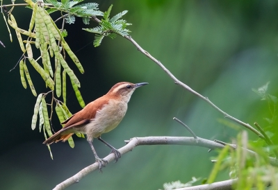 <i class='fa fa-user'></i>&nbsp;charlysax&nbsp;|   Witbandovenvogel&nbsp; <i class='fa fa-eye'>&nbsp;187</i> &nbsp; <i class='fa fa-comment-o'>&nbsp;3</i>