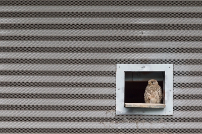 <i class='fa fa-user'></i>&nbsp;Bouke Atema&nbsp;|   Torenvalk&nbsp; <i class='fa fa-eye'>&nbsp;521</i> &nbsp;<i class='fa fa-thumbs-up'>&nbsp;8</i> &nbsp; <i class='fa fa-comment-o'>&nbsp;10</i>