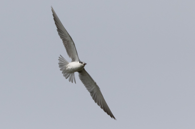 Vandaag wat tijd gestoken in deze Witwangstern die al een tijdje pleistert.  Geduld loont: de vogel ging met de visdieven mee omhoog vanaf de plas en maakte voor mijn neus een paar rondjes. Ik wilde dit voorjaar graag een adult op de plaat, maar ben toch blij met deze 2e kj