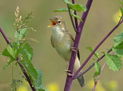 <i class='fa fa-user'></i>&nbsp;H.van Emden&nbsp;|   Bosrietzanger&nbsp; <i class='fa fa-eye'>&nbsp;382</i> &nbsp;<i class='fa fa-thumbs-up'>&nbsp;8</i> &nbsp; <i class='fa fa-comment-o'>&nbsp;6</i>