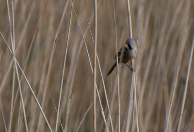 Ik was bezig om riet/kleine zang vogels te fotograferen in het riet en deze kwam ook langs super tevreden over deze foto