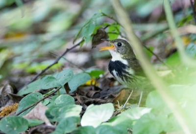 <i class='fa fa-user'></i>&nbsp;charlysax&nbsp;|   Delalandes Piepertiran&nbsp; <i class='fa fa-eye'>&nbsp;221</i> &nbsp; <i class='fa fa-comment-o'>&nbsp;2</i>