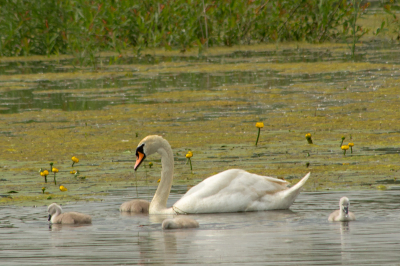 Knobbelzwaan met kleintjes in de Millingerwaard. Foto genomen vanaf uitkijkpunt flevopost.