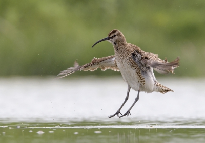 <i class='fa fa-user'></i>&nbsp;Henk Laverman&nbsp;|   Regenwulp&nbsp; <i class='fa fa-eye'>&nbsp;326</i> &nbsp;<i class='fa fa-thumbs-up'>&nbsp;1</i> &nbsp; <i class='fa fa-comment-o'>&nbsp;6</i>