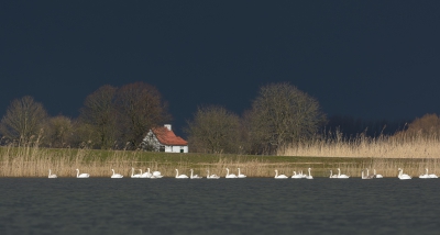 <i class='fa fa-user'></i>&nbsp;LeerdammerKees&nbsp;|   Knobbelzwaan&nbsp; <i class='fa fa-eye'>&nbsp;482</i> &nbsp;<i class='fa fa-thumbs-up'>&nbsp;14</i> &nbsp; <i class='fa fa-comment-o'>&nbsp;13</i>