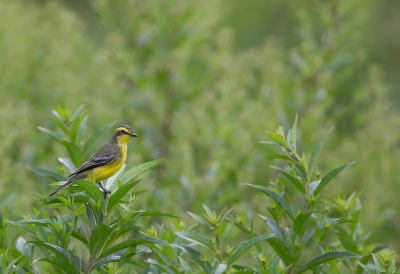 <i class='fa fa-user'></i>&nbsp;charlysax&nbsp;|   Geelbrauwtiran&nbsp; <i class='fa fa-eye'>&nbsp;133</i> &nbsp; <i class='fa fa-comment-o'>&nbsp;1</i>