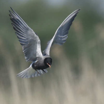 <i class='fa fa-user'></i>&nbsp;Gerard Visser&nbsp;|   Zwarte Stern&nbsp; <i class='fa fa-eye'>&nbsp;311</i> &nbsp;<i class='fa fa-thumbs-up'>&nbsp;1</i> &nbsp; <i class='fa fa-comment-o'>&nbsp;7</i>