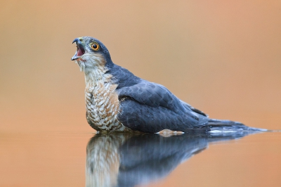 nog een van de sperwer die begon te roepen door dat hij zijn nek uit stak paste hij net niet meer in beeld daarom een andere compositie.