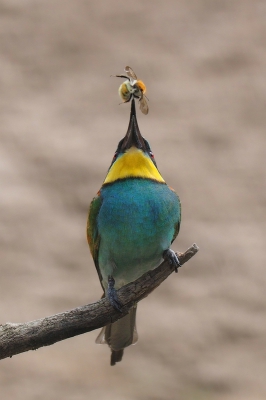 <i class='fa fa-user'></i>&nbsp;corvanspijk&nbsp;|   Bijeneter&nbsp; <i class='fa fa-eye'>&nbsp;346</i> &nbsp; <i class='fa fa-comment-o'>&nbsp;6</i>