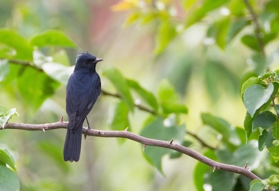 <i class='fa fa-user'></i>&nbsp;charlysax&nbsp;|   Kuifmoortiran&nbsp; <i class='fa fa-eye'>&nbsp;165</i> &nbsp; <i class='fa fa-comment-o'>&nbsp;1</i>