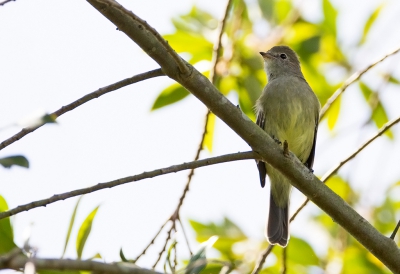 <i class='fa fa-user'></i>&nbsp;charlysax&nbsp;|   Kleine Elenia&nbsp; <i class='fa fa-eye'>&nbsp;165</i> &nbsp; <i class='fa fa-comment-o'>&nbsp;2</i>