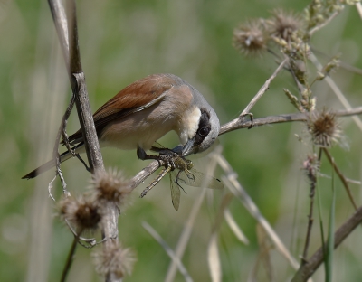 <i class='fa fa-user'></i>&nbsp;henkdikkers&nbsp;|   Grauwe Klauwier&nbsp; <i class='fa fa-eye'>&nbsp;322</i> &nbsp;<i class='fa fa-thumbs-up'>&nbsp;4</i> &nbsp; <i class='fa fa-comment-o'>&nbsp;7</i>