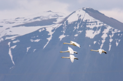 <i class='fa fa-user'></i>&nbsp;jwchess&nbsp;|   Wilde Zwaan&nbsp; <i class='fa fa-eye'>&nbsp;492</i> &nbsp;<i class='fa fa-thumbs-up'>&nbsp;9</i> &nbsp; <i class='fa fa-comment-o'>&nbsp;12</i>