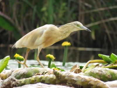 <i class='fa fa-user'></i>&nbsp;Jacob Molenaar&nbsp;|   Ralreiger&nbsp; <i class='fa fa-eye'>&nbsp;395</i> &nbsp; <i class='fa fa-comment-o'>&nbsp;6</i>