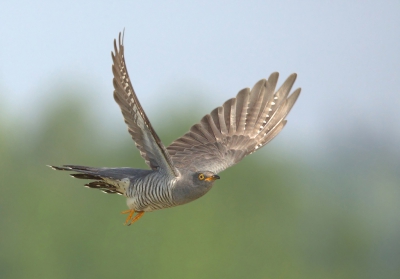 Ooit zag ik een stipje aankomen in de verte ik dacht dat zal wel weer een buizerd zijn maar laat ik die toch maar vastleggenen achteraf bleek dat een wespendief te zijn dus een mooie meevaller.
Toen ik dit stipje in de verte aan zag komen dacht ik laat ik die ook maar eens vastleggen je weet maar nooit het kan de moeite waard zijn en dat was het.