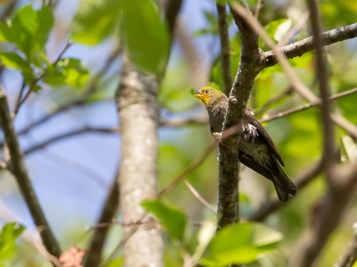 <i class='fa fa-user'></i>&nbsp;Paul van Giersbergen&nbsp;|   Himalayahoningspeurder&nbsp; <i class='fa fa-eye'>&nbsp;156</i> &nbsp; <i class='fa fa-comment-o'>&nbsp;1</i>