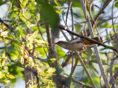 <i class='fa fa-user'></i>&nbsp;Paul van Giersbergen&nbsp;|   Vlekborstkruiplijster&nbsp; <i class='fa fa-eye'>&nbsp;179</i> &nbsp; <i class='fa fa-comment-o'>&nbsp;1</i>