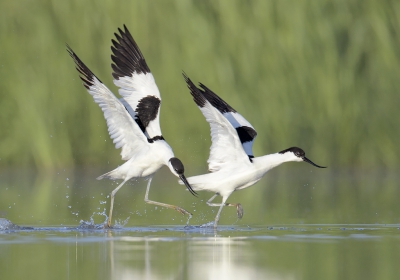 <i class='fa fa-user'></i>&nbsp;Henk Laverman&nbsp;|   Kluut&nbsp; <i class='fa fa-eye'>&nbsp;343</i> &nbsp;<i class='fa fa-thumbs-up'>&nbsp;8</i> &nbsp; <i class='fa fa-comment-o'>&nbsp;10</i>