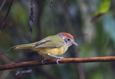 <i class='fa fa-user'></i>&nbsp;charlysax&nbsp;|   Roestkruinvireo&nbsp; <i class='fa fa-eye'>&nbsp;186</i> &nbsp;<i class='fa fa-thumbs-up'>&nbsp;2</i> &nbsp; <i class='fa fa-comment-o'>&nbsp;2</i>