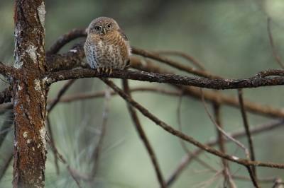 <i class='fa fa-user'></i>&nbsp;Martjan Lammertink&nbsp;|   Cubaanse Dwerguil&nbsp; <i class='fa fa-eye'>&nbsp;384</i> &nbsp;<i class='fa fa-thumbs-up'>&nbsp;9</i> &nbsp; <i class='fa fa-comment-o'>&nbsp;12</i>