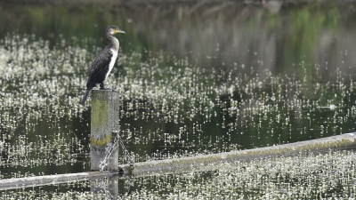 <i class='fa fa-user'></i>&nbsp;Gerard Visser&nbsp;|   Aalscholver&nbsp; <i class='fa fa-eye'>&nbsp;296</i> &nbsp;<i class='fa fa-thumbs-up'>&nbsp;7</i> &nbsp; <i class='fa fa-comment-o'>&nbsp;7</i>