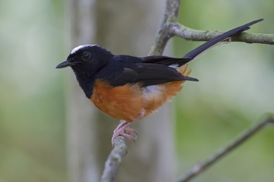 <i class='fa fa-user'></i>&nbsp;Thomas Luiten&nbsp;|   Witkruinshamalijster&nbsp; <i class='fa fa-eye'>&nbsp;211</i> &nbsp; <i class='fa fa-comment-o'>&nbsp;3</i>