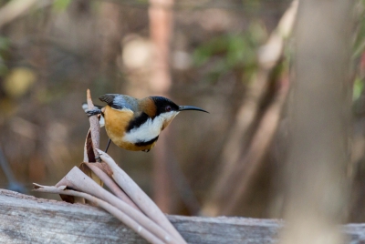 <i class='fa fa-user'></i>&nbsp;Froggies&nbsp;|   Zwarthalshoningvogel&nbsp; <i class='fa fa-eye'>&nbsp;167</i> &nbsp; <i class='fa fa-comment-o'>&nbsp;0</i>