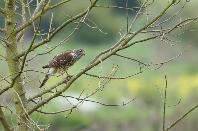 <i class='fa fa-user'></i>&nbsp;Frank Kremer&nbsp;|   Havik&nbsp; <i class='fa fa-eye'>&nbsp;494</i> &nbsp;<i class='fa fa-thumbs-up'>&nbsp;3</i> &nbsp; <i class='fa fa-comment-o'>&nbsp;11</i>