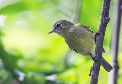 <i class='fa fa-user'></i>&nbsp;charlysax&nbsp;|   Ruigpootvliegenpikker&nbsp; <i class='fa fa-eye'>&nbsp;201</i> &nbsp;<i class='fa fa-thumbs-up'>&nbsp;1</i> &nbsp; <i class='fa fa-comment-o'>&nbsp;1</i>