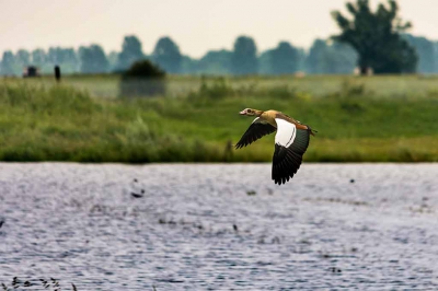 een nijlgans vliegend over het door water overgnomen uiterwwarde langs de echteldse dijk in tiel.