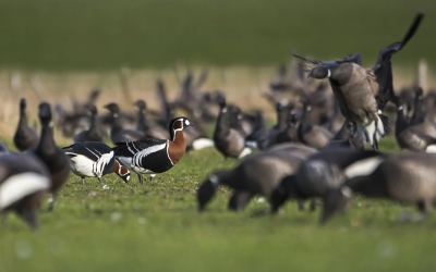 <i class='fa fa-user'></i>&nbsp;Bert Ooms&nbsp;|   Roodhalsgans&nbsp; <i class='fa fa-eye'>&nbsp;287</i> &nbsp; <i class='fa fa-comment-o'>&nbsp;3</i>