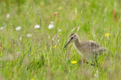 <i class='fa fa-user'></i>&nbsp;Jaap Vink&nbsp;|   Grutto&nbsp; <i class='fa fa-eye'>&nbsp;289</i> &nbsp; <i class='fa fa-comment-o'>&nbsp;3</i>