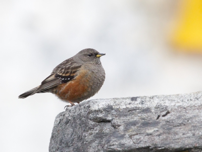 <i class='fa fa-user'></i>&nbsp;Paul van Giersbergen&nbsp;|   Alpenheggenmus&nbsp; <i class='fa fa-eye'>&nbsp;269</i> &nbsp; <i class='fa fa-comment-o'>&nbsp;3</i>