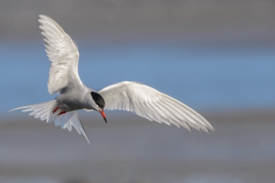 <i class='fa fa-user'></i>&nbsp;Frans bruinsma&nbsp;|   Visdief&nbsp; <i class='fa fa-eye'>&nbsp;369</i> &nbsp;<i class='fa fa-thumbs-up'>&nbsp;6</i> &nbsp; <i class='fa fa-comment-o'>&nbsp;9</i>