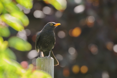 <i class='fa fa-user'></i>&nbsp;Wil Doorn-Meijne&nbsp;|   Merel&nbsp; <i class='fa fa-eye'>&nbsp;296</i> &nbsp;<i class='fa fa-thumbs-up'>&nbsp;7</i> &nbsp; <i class='fa fa-comment-o'>&nbsp;12</i>