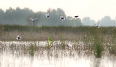 <i class='fa fa-user'></i>&nbsp;thijsglastra&nbsp;|   Witwangstern&nbsp; <i class='fa fa-eye'>&nbsp;351</i> &nbsp;<i class='fa fa-thumbs-up'>&nbsp;2</i> &nbsp; <i class='fa fa-comment-o'>&nbsp;10</i>