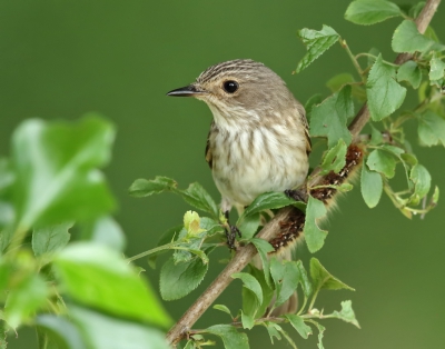 <i class='fa fa-user'></i>&nbsp;loek van de Leur&nbsp;|   Grauwe Vliegenvanger&nbsp; <i class='fa fa-eye'>&nbsp;305</i> &nbsp;<i class='fa fa-thumbs-up'>&nbsp;3</i> &nbsp; <i class='fa fa-comment-o'>&nbsp;10</i>