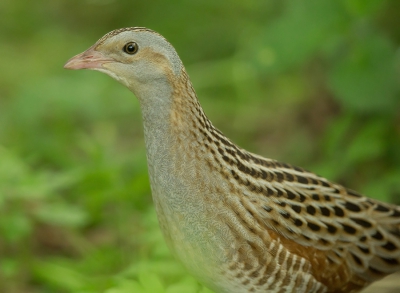 <i class='fa fa-user'></i>&nbsp;david&nbsp;|   Kwartelkoning&nbsp; <i class='fa fa-eye'>&nbsp;442</i> &nbsp;<i class='fa fa-thumbs-up'>&nbsp;3</i> &nbsp; <i class='fa fa-comment-o'>&nbsp;4</i>