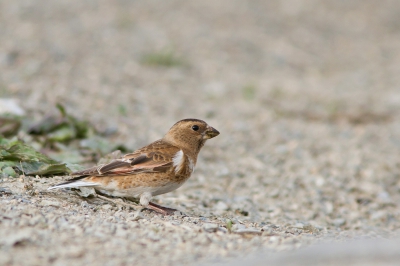 <i class='fa fa-user'></i>&nbsp;JHR&nbsp;|   Rode Bergvink&nbsp; <i class='fa fa-eye'>&nbsp;189</i> &nbsp; <i class='fa fa-comment-o'>&nbsp;1</i>