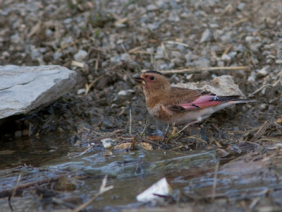 <i class='fa fa-user'></i>&nbsp;JHR&nbsp;|   Rode Bergvink&nbsp; <i class='fa fa-eye'>&nbsp;250</i> &nbsp; <i class='fa fa-comment-o'>&nbsp;1</i>