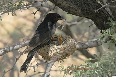 Vlak naast de loopbrug die de onderkomen met elkaar verbond had deze Drongo zijn nest ingericht. Onverstoorbaar werden de 2 jonge van insecten voorzien.